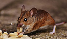 24 Hour & Emergency Exterminators in Pasadena, TX